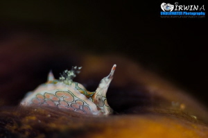 B A T - W I N G
Nudibranch (Psychedelic Batwing Slug)
A... by Irwin Ang 